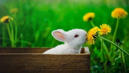 爱游戏平台-快船主场连胜乔治再砍高分，快船连胜纪录