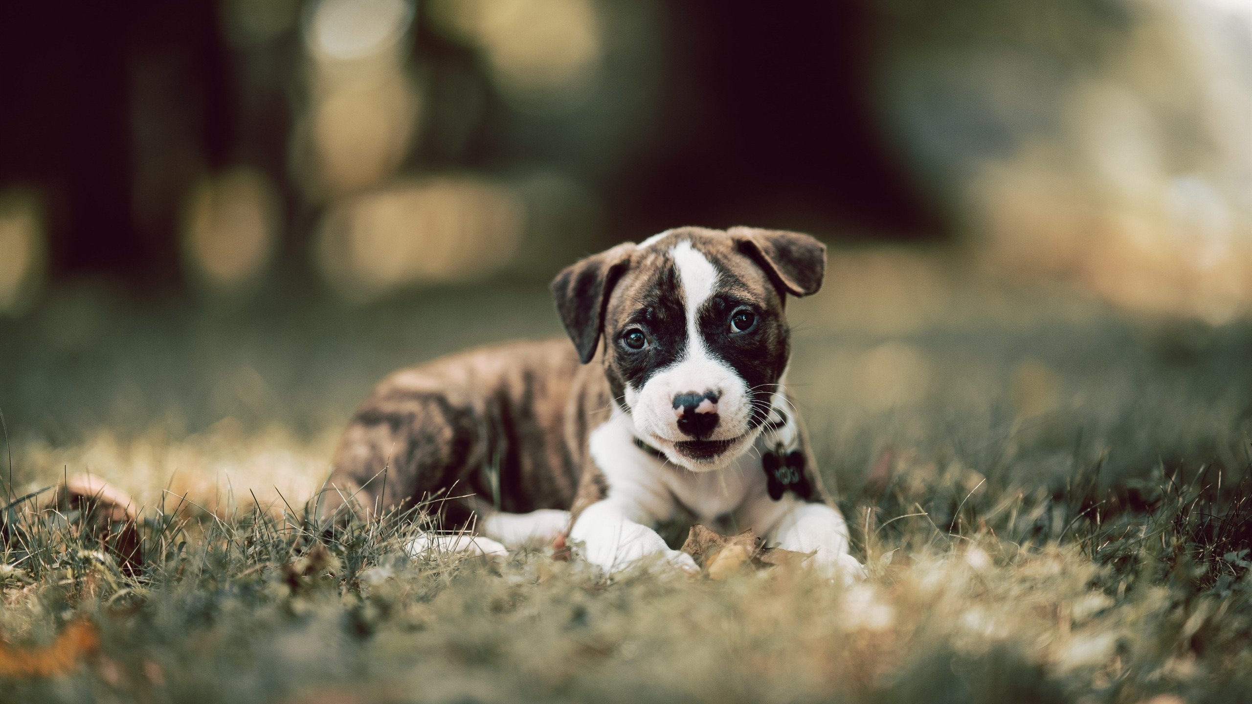 爱游戏体育官方网站-王者归来！王强三分锁定胜局，北京绝杀上海！，北京王强体育文化发展有限公司