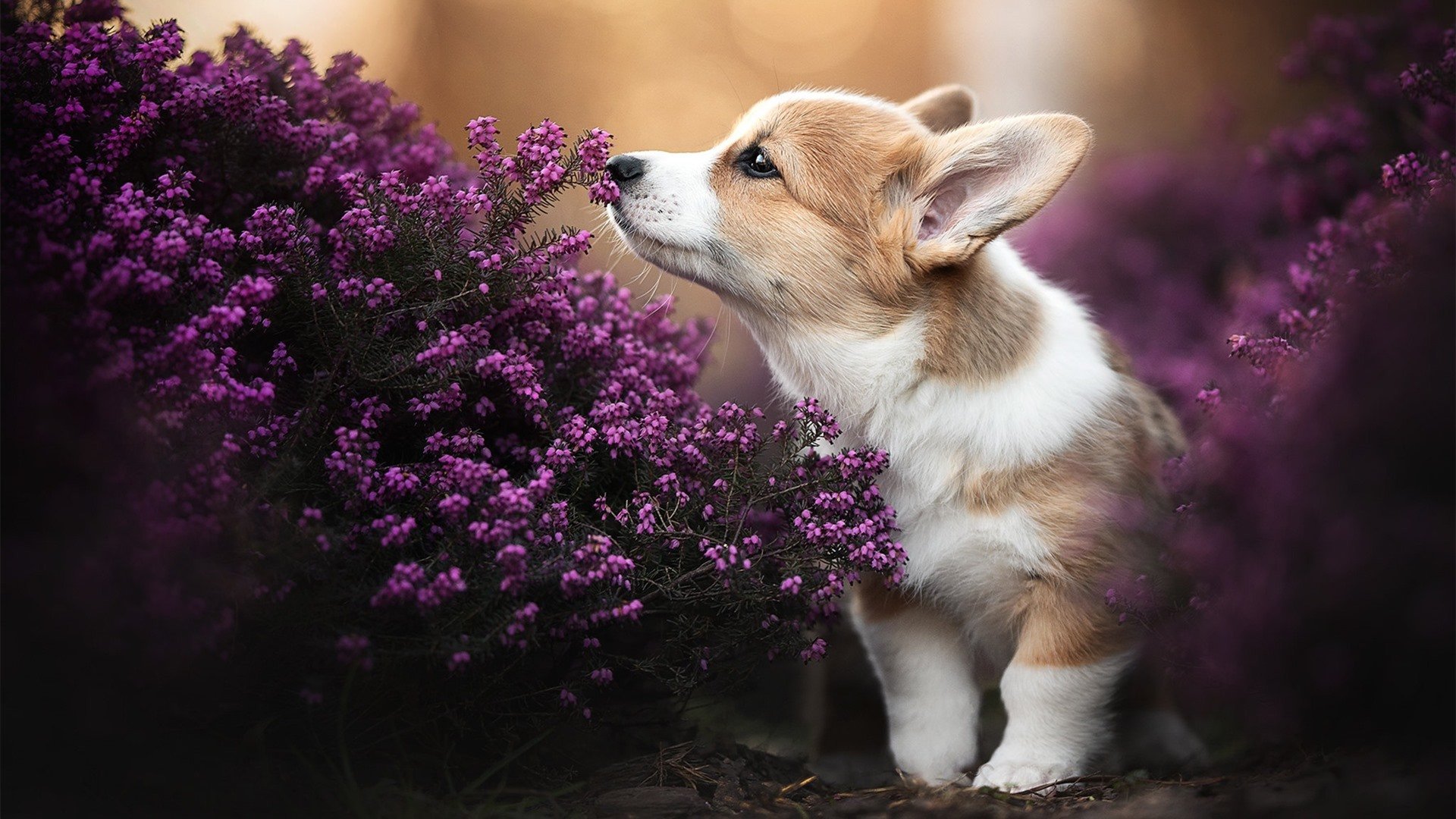 国内足球联赛冲刺阶段,各队拼尽全力夺冠,各个足球联赛