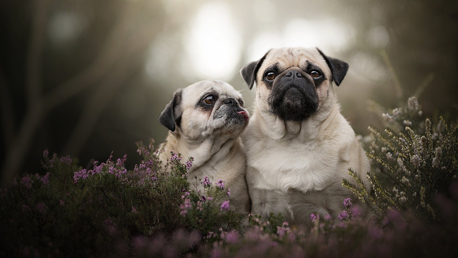 爱游戏体育-埃弗顿主场平局，三线作战压力剧增，埃弗顿引援