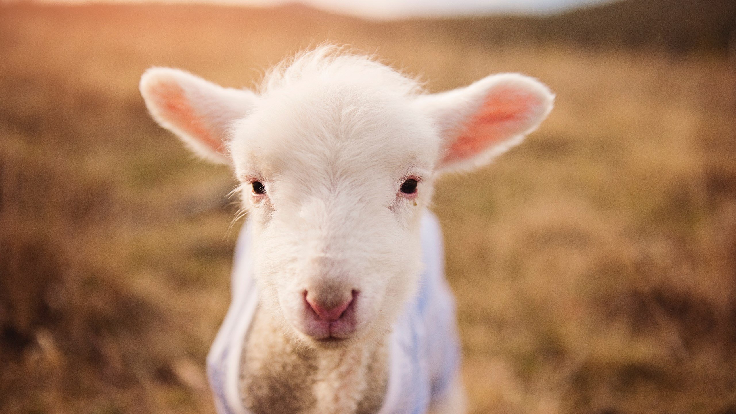 爱游戏中国官方登录入口网站-快船球队赛季目标逐步实现，快船队伍