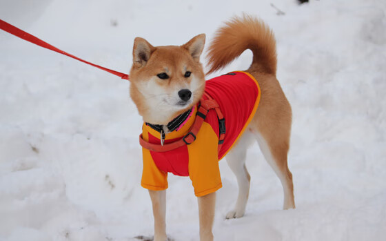 根堡用进球击败普瓦,取得近期首胜,根宝基地出来的球员