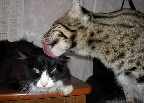 爱游戏体育平台-热刺1-1阿森纳，德比战平，热刺阿森纳是什么德比