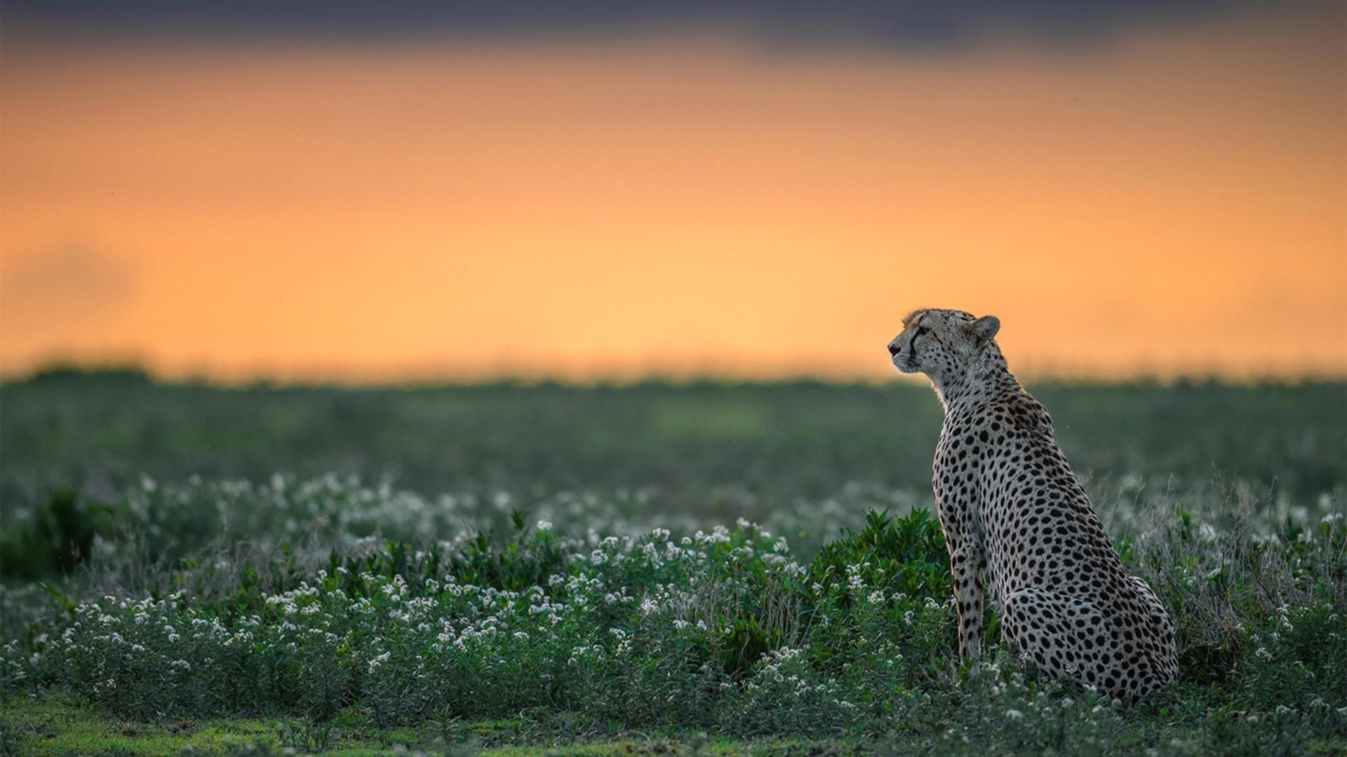 瓜达拉哈拉球员伤愈复出，助力球队冲击冠军，瓜达拉哈拉省