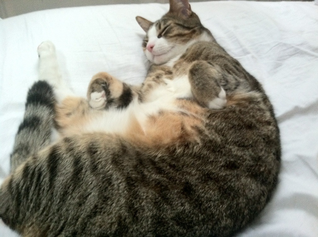 爱游戏在线登录入口-维达德卡萨布兰卡主场迎战劲敌，德比战备受关注，大卡萨布兰卡大区