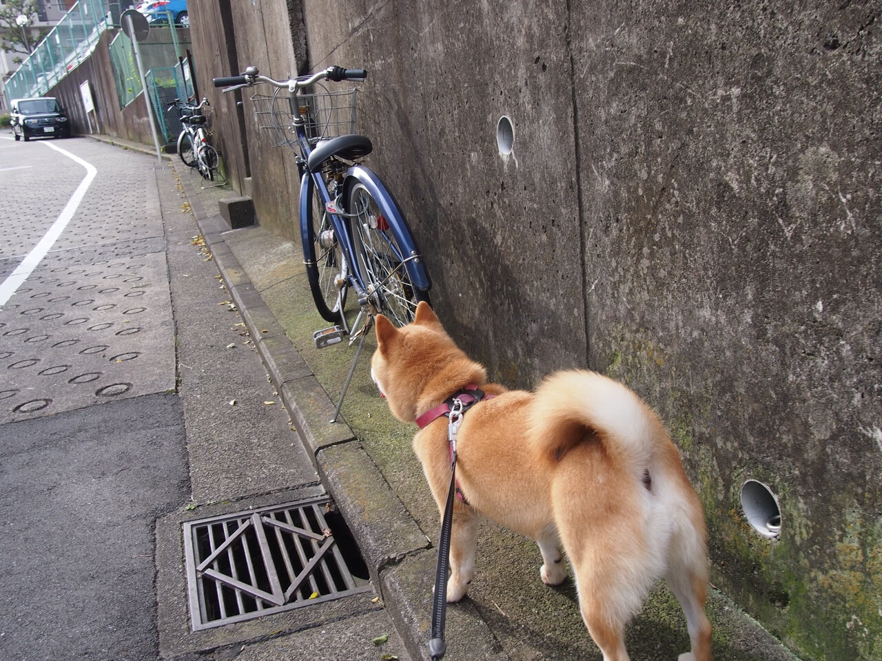 罗马主场大胜亚特兰大,稳固联赛前四位置,罗马对亚特兰大直播