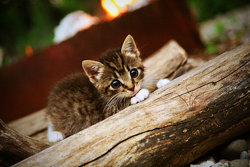 爱游戏娱乐平台-男子项目频传捷报