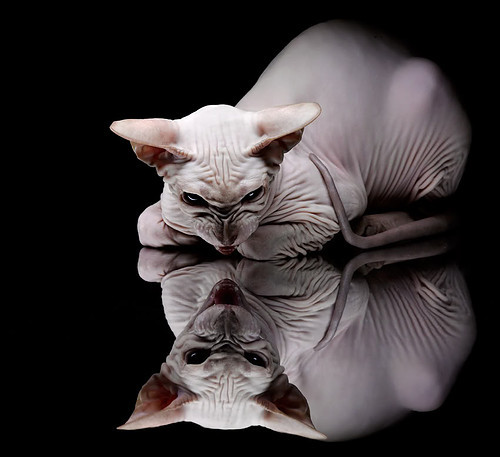 AIYOUXI.COM-蝶泳节奏曲线图揭示冠军控场之道，蝶泳动作解析