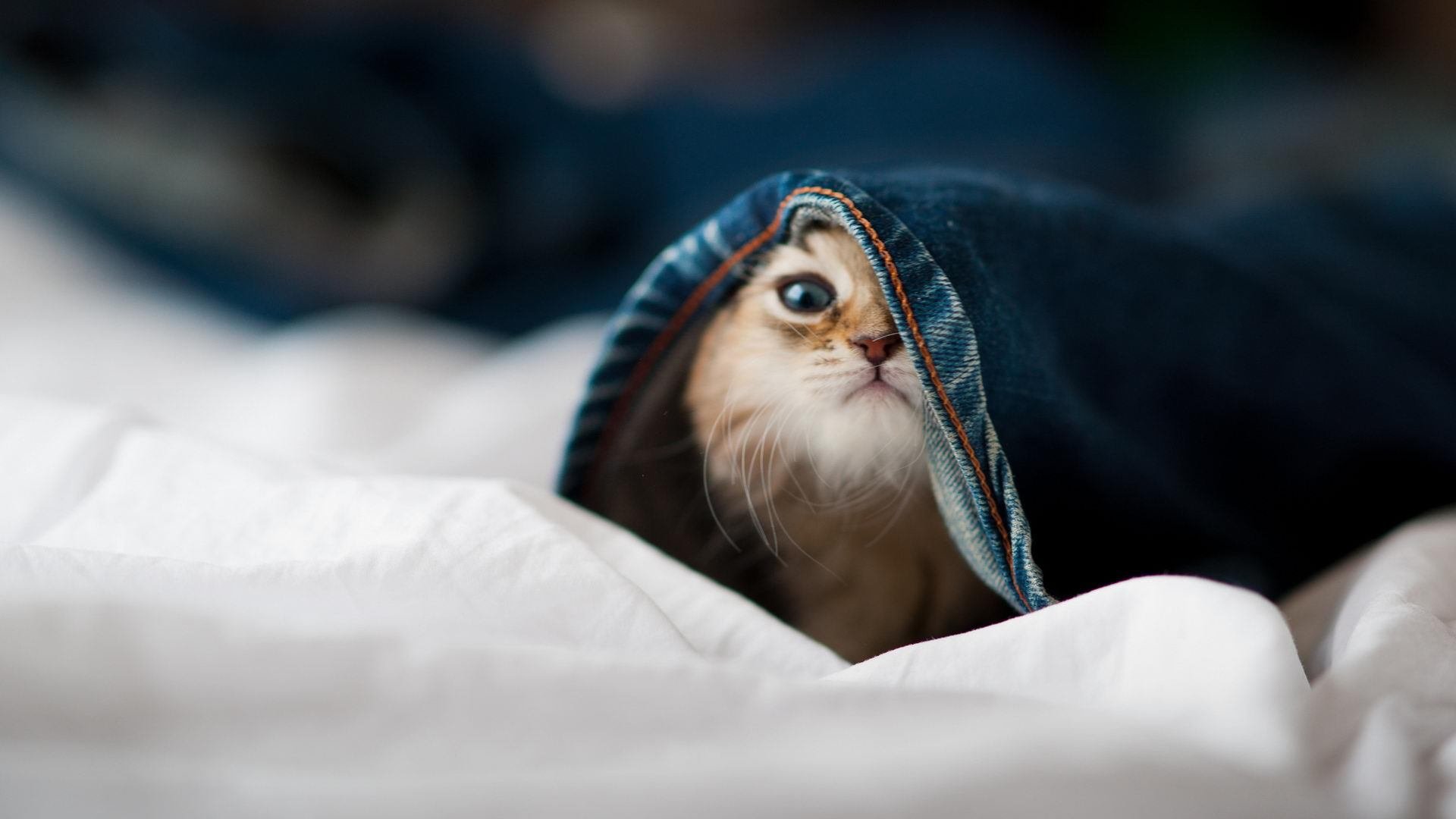 赫罗纳传接节奏清晰打穿防守线，赫罗纳足球俱乐部