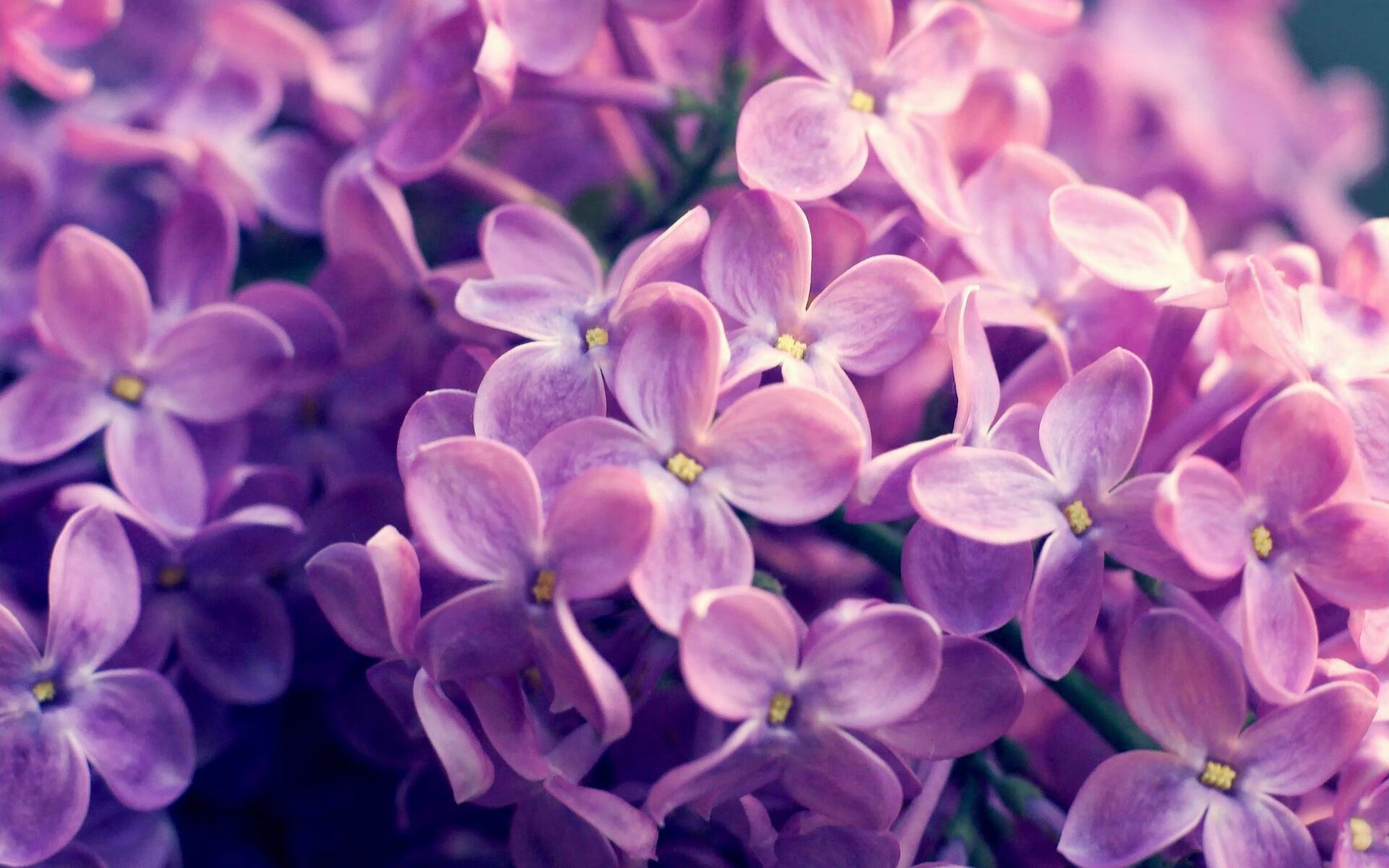 爱游戏app下载-“霍斯特挑战世界顶级防守，助力南非羚羊队战胜强敌”