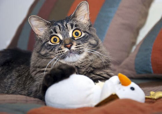 中超球队完善中场调度体系提升控球传导效率,中超规则调整